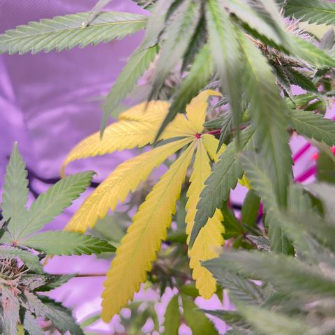 Foto del growlog de Squidwina (Chick Magnet): Pictures from yesterday. I think I will let her finish out without giving her anymore nutrients.