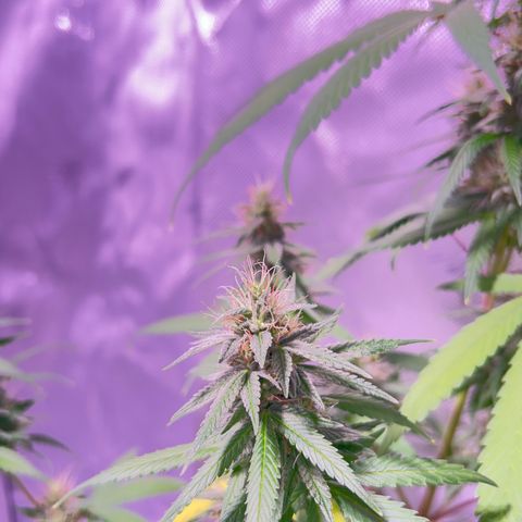 Foto del growlog de Squidwina (Chick Magnet): Pictures from yesterday. I think I will let her finish out without giving her anymore nutrients.