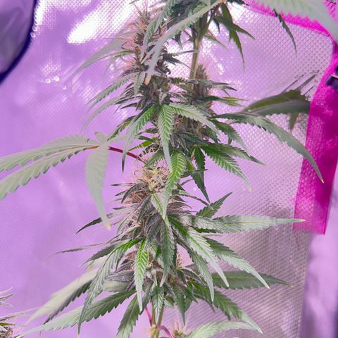 Foto del growlog de Squidwina (Chick Magnet): Pictures from yesterday. I think I will let her finish out without giving her anymore nutrients.