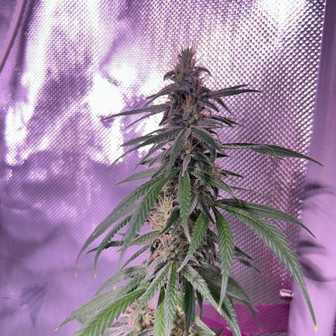 Foto del growlog de Squidwina (Chick Magnet): Pictures from yesterday. I think I will let her finish out without giving her anymore nutrients.