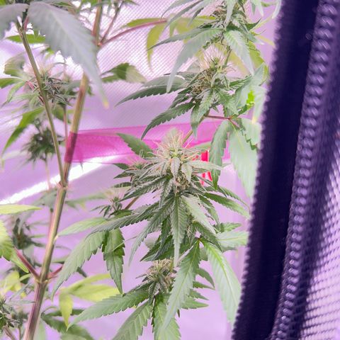 Foto del growlog de Squidwina (Chick Magnet): Pictures from yesterday. I think I will let her finish out without giving her anymore nutrients.