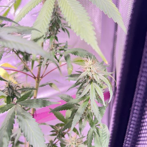 Foto del growlog de Squidwina (Chick Magnet): Pictures from yesterday. I think I will let her finish out without giving her anymore nutrients.