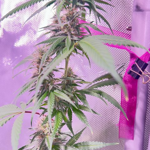 Foto del growlog de Squidwina (Chick Magnet): Pictures from yesterday. I think I will let her finish out without giving her anymore nutrients.