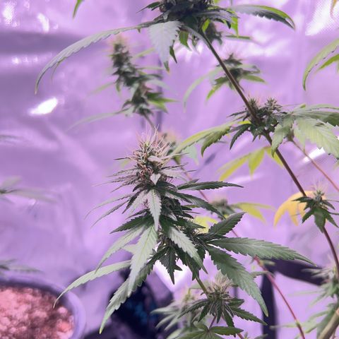 Foto del growlog de Squidwina (Chick Magnet): Pictures from yesterday. I think I will let her finish out without giving her anymore nutrients.