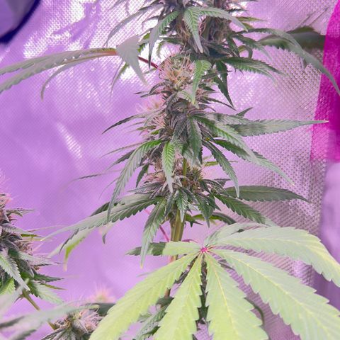 Foto del growlog de Squidwina (Chick Magnet): Pictures from yesterday. I think I will let her finish out without giving her anymore nutrients.