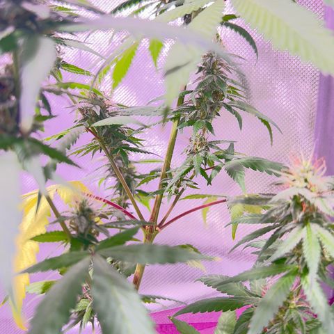 Foto del growlog de Squidwina (Chick Magnet): Pictures from yesterday. I think I will let her finish out without giving her anymore nutrients.