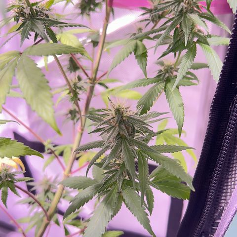 Foto del growlog de Squidwina (Chick Magnet): Pictures from yesterday. I think I will let her finish out without giving her anymore nutrients.