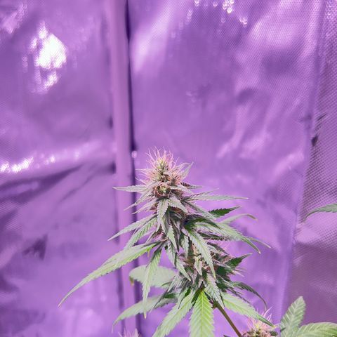 Foto del growlog de Squidwina (Chick Magnet): Pictures from yesterday. I think I will let her finish out without giving her anymore nutrients.