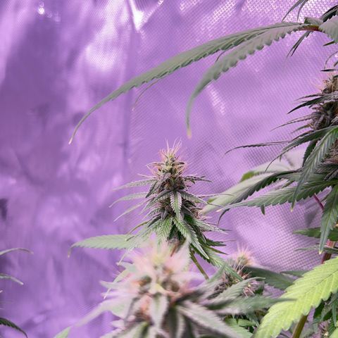 Foto del growlog de Squidwina (Chick Magnet): Pictures from yesterday. I think I will let her finish out without giving her anymore nutrients.
