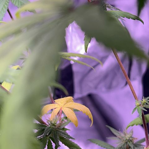 Foto del growlog de Squidwina (Chick Magnet): Pictures from yesterday. I think I will let her finish out without giving her anymore nutrients.