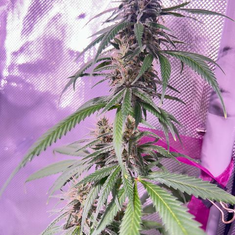 Foto del growlog de Squidwina (Chick Magnet): Pictures from yesterday. I think I will let her finish out without giving her anymore nutrients.