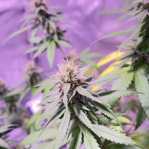 Foto del growlog de Squidwina (Chick Magnet): Pictures from yesterday. I think I will let her finish out without giving her anymore nutrients.