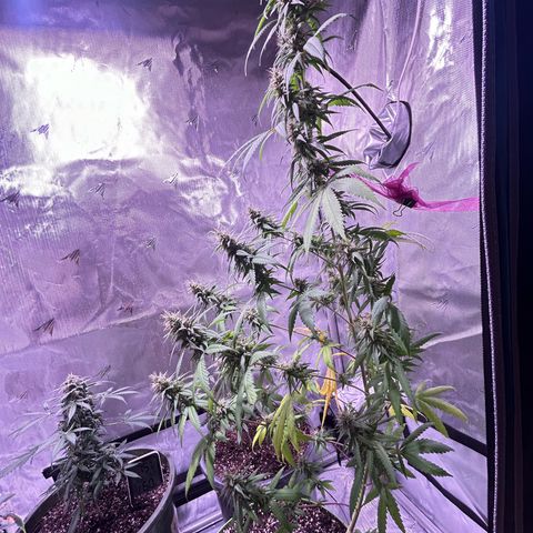 Foto del growlog de Squidwina (Chick Magnet): Today was watering day ! So I had a look and decided to take her off the wall. She seems to be liking it so far. 