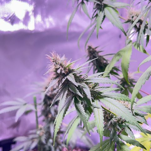 Foto del growlog de Squidwina (Chick Magnet): Today was watering day ! So I had a look and decided to take her off the wall. She seems to be liking it so far. 