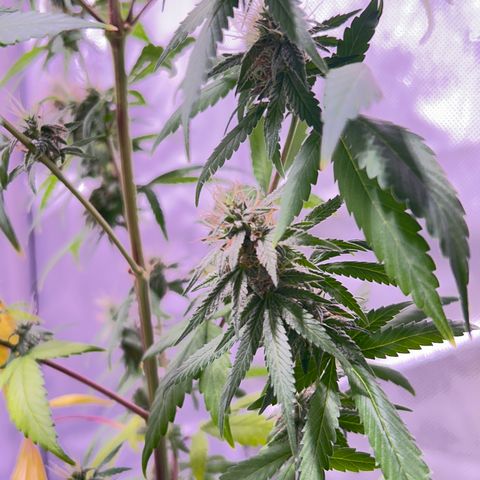 Foto del growlog de Squidwina (Chick Magnet): Today was watering day ! So I had a look and decided to take her off the wall. She seems to be liking it so far. 