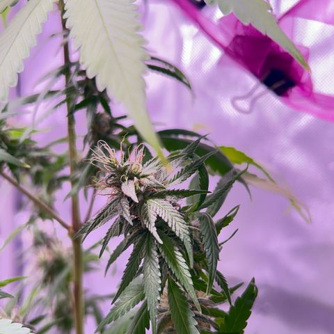 Foto del growlog de Squidwina (Chick Magnet): Today was watering day ! So I had a look and decided to take her off the wall. She seems to be liking it so far. 