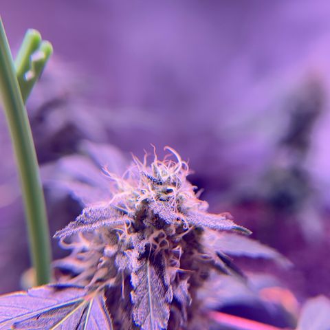 Bubby  growlog photo: Doing great! Finishing up very nicely! I propped her up today because she was leaning. 
