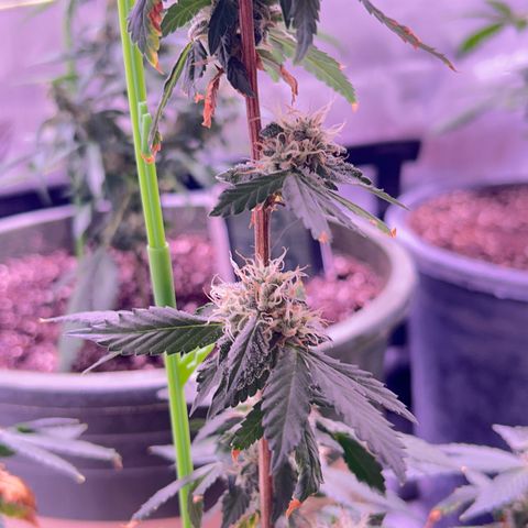 Bubby  growlog photo: Doing great! Finishing up very nicely! I propped her up today because she was leaning. 