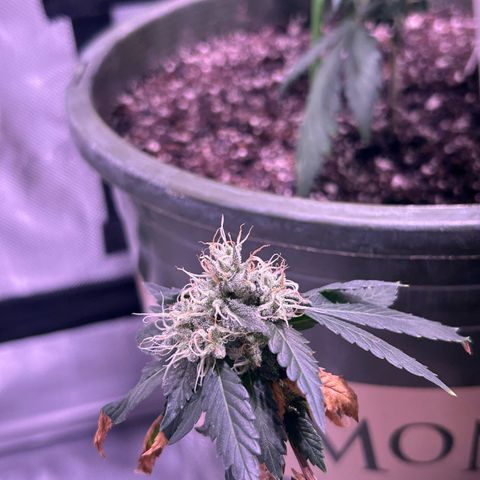 Bubby  growlog photo: Doing great! Finishing up very nicely! I propped her up today because she was leaning. 