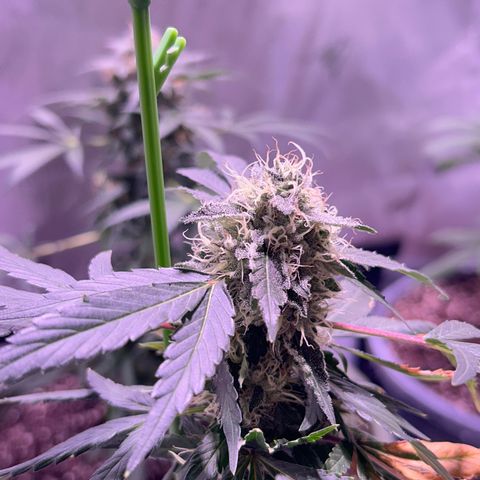 Bubby  growlog photo: Doing great! Finishing up very nicely! I propped her up today because she was leaning. 