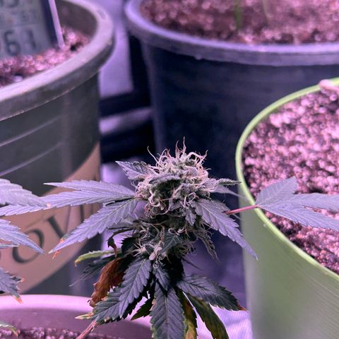 Bubby  growlog photo: Doing great! Finishing up very nicely! I propped her up today because she was leaning. 