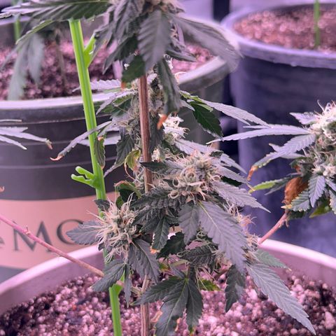 Bubby  growlog photo: Doing great! Finishing up very nicely! I propped her up today because she was leaning. 