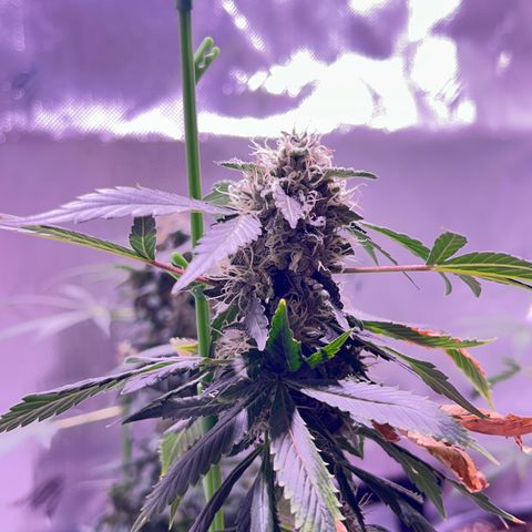 Bubby  growlog photo: Doing great! Finishing up very nicely! I propped her up today because she was leaning. 