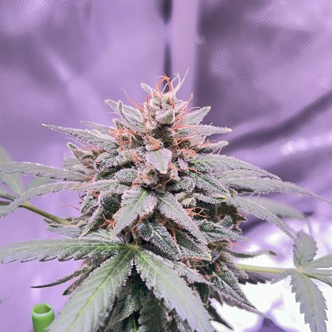 Panini (Sweet Mandarin Blossom) growlog photo: Doing great! She's hanging in there! Same as her sister. 