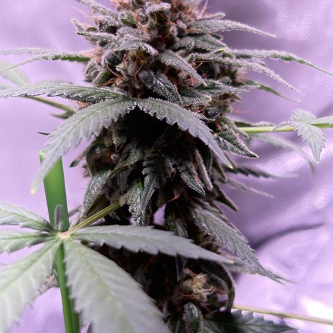 Panini (Sweet Mandarin Blossom) growlog photo: Doing great! She's hanging in there! Same as her sister. 
