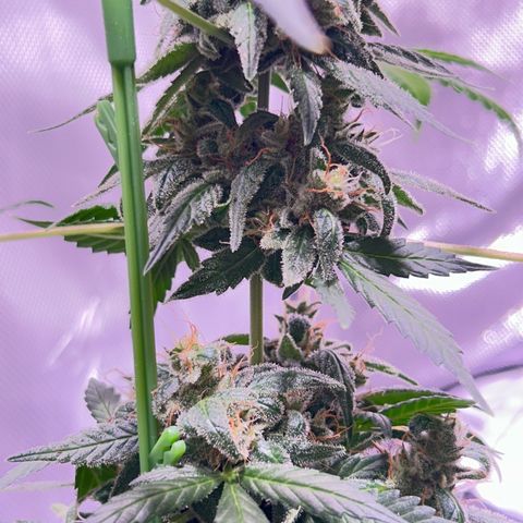 Panini (Sweet Mandarin Blossom) growlog photo: Doing great! She's hanging in there! Same as her sister. 