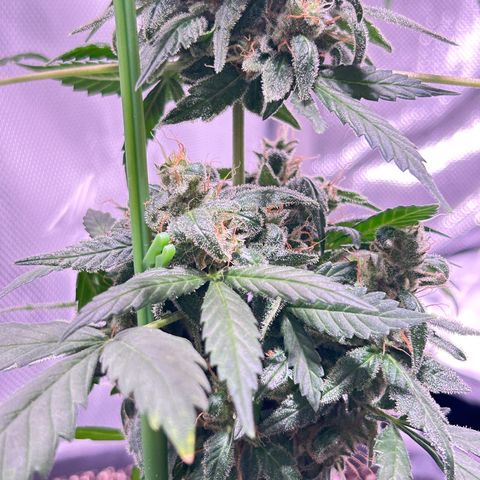 Panini (Sweet Mandarin Blossom) growlog photo: Doing great! She's hanging in there! Same as her sister. 
