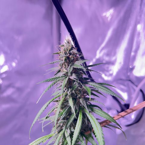 Foto del growlog de Squidwina (Chick Magnet): Pics from today ! 