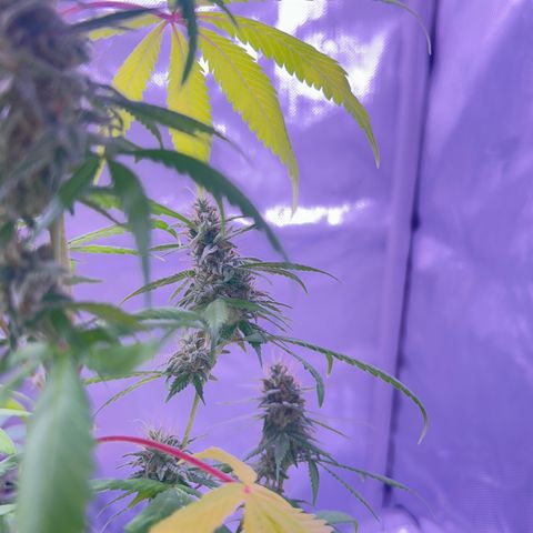 Foto del growlog de Squidwina (Chick Magnet): Pics from today ! 