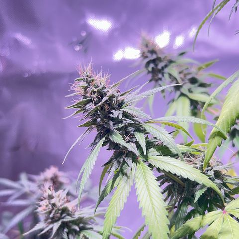 Foto del growlog de Squidwina (Chick Magnet): Pics from today ! 