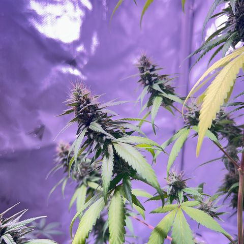 Foto del growlog de Squidwina (Chick Magnet): Pics from today ! 