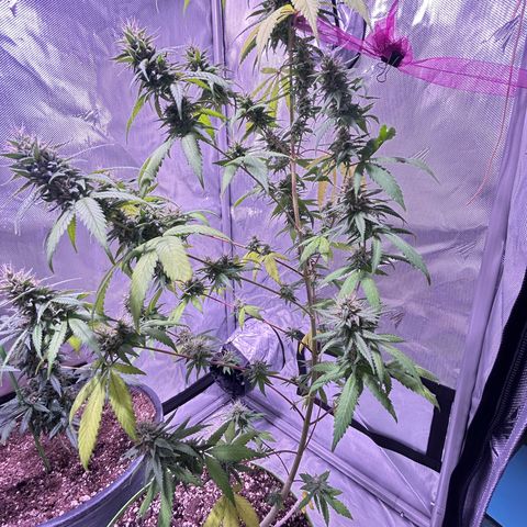 Foto del growlog de Squidwina (Chick Magnet): Pics from today ! 