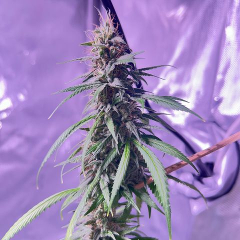 Foto del growlog de Squidwina (Chick Magnet): Pics from today ! 