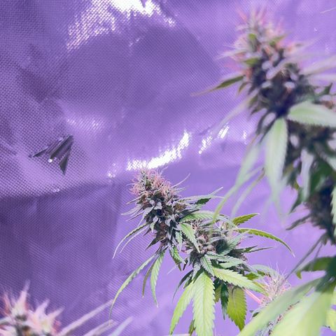 Foto del growlog de Squidwina (Chick Magnet): Pics from today ! 
