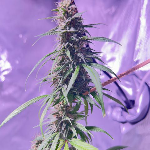 Foto del growlog de Squidwina (Chick Magnet): Pics from today ! 