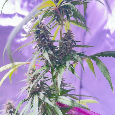 Foto del growlog de Squidwina (Chick Magnet): Pics from today ! 