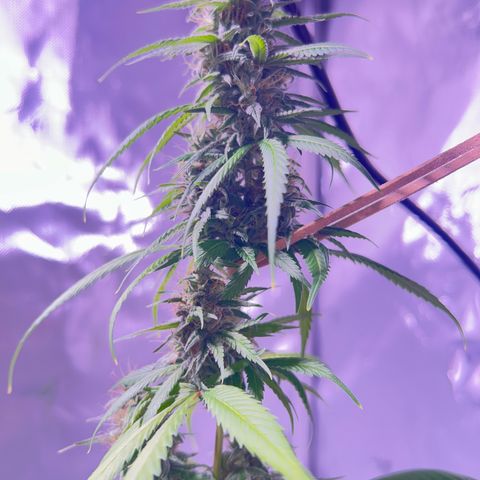Foto del growlog de Squidwina (Chick Magnet): Pics from today ! 