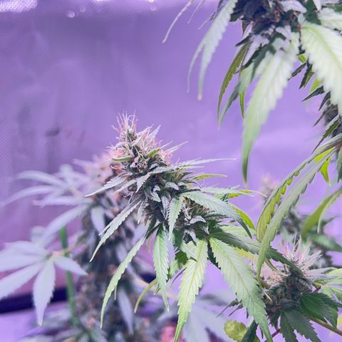 Foto del growlog de Squidwina (Chick Magnet): Pics from today ! 