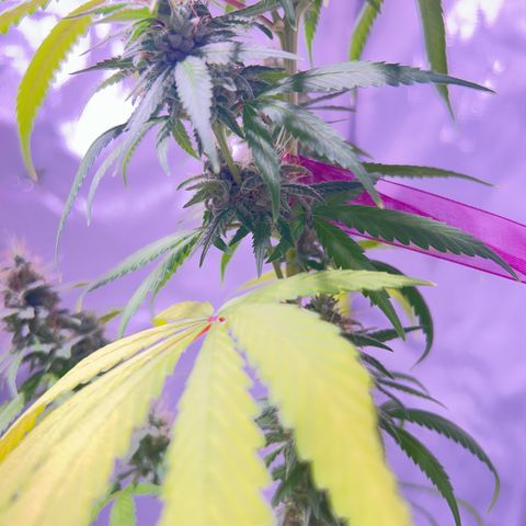 Foto del growlog de Squidwina (Chick Magnet): Pics from today ! 