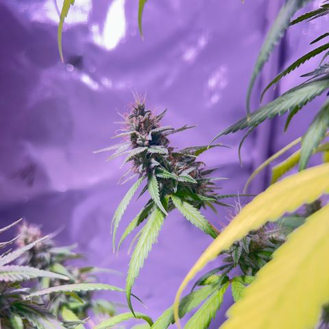 Foto del growlog de Squidwina (Chick Magnet): Pics from today ! 