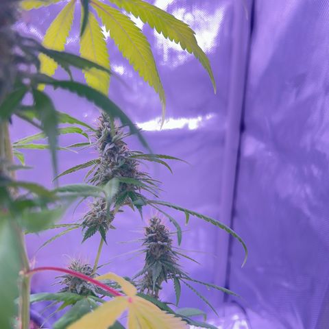 Foto del growlog de Squidwina (Chick Magnet): Pics from today ! 