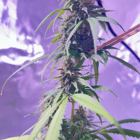 Foto del growlog de Squidwina (Chick Magnet): Pics from today ! 