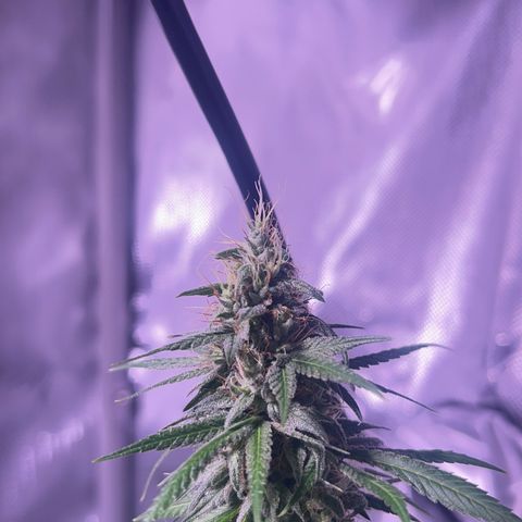 Foto del growlog de Squidwina (Chick Magnet): Doing great !!! Starting day 50 of flower !!! Looking good! 
