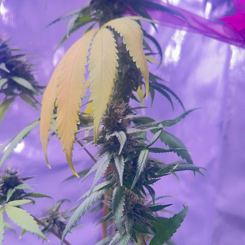 Foto del growlog de Squidwina (Chick Magnet): Doing great !!! Starting day 50 of flower !!! Looking good! 