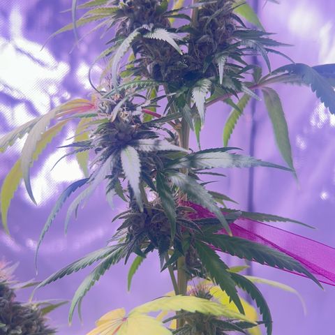 Foto del growlog de Squidwina (Chick Magnet): Doing great !!! Starting day 50 of flower !!! Looking good! 