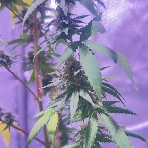 Foto del growlog de Squidwina (Chick Magnet): Doing great !!! Starting day 50 of flower !!! Looking good! 